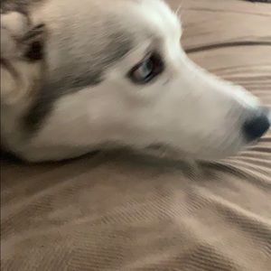 Meet your Posher, Timmy